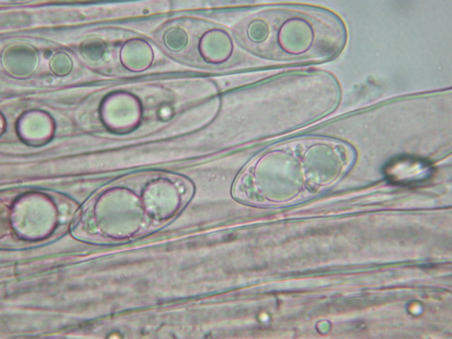 Geopora sumneriana ... in MICRO